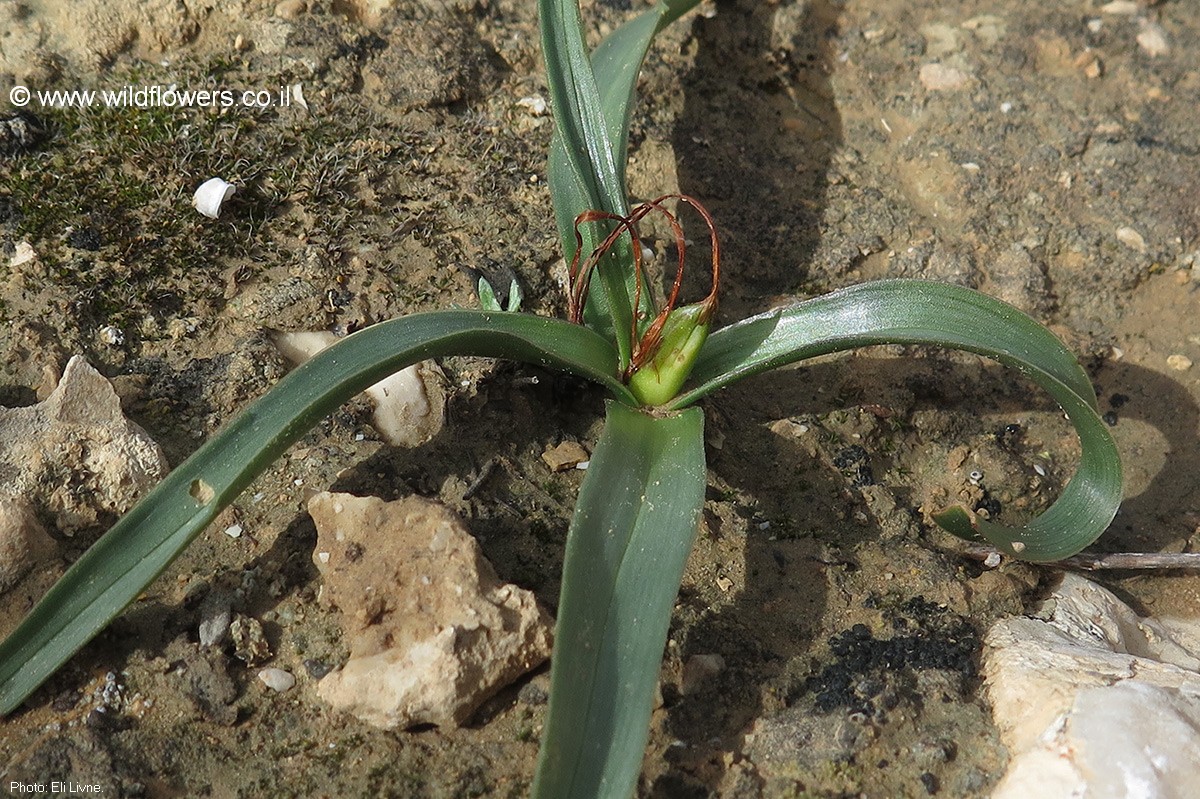 Colchicum tunicatum